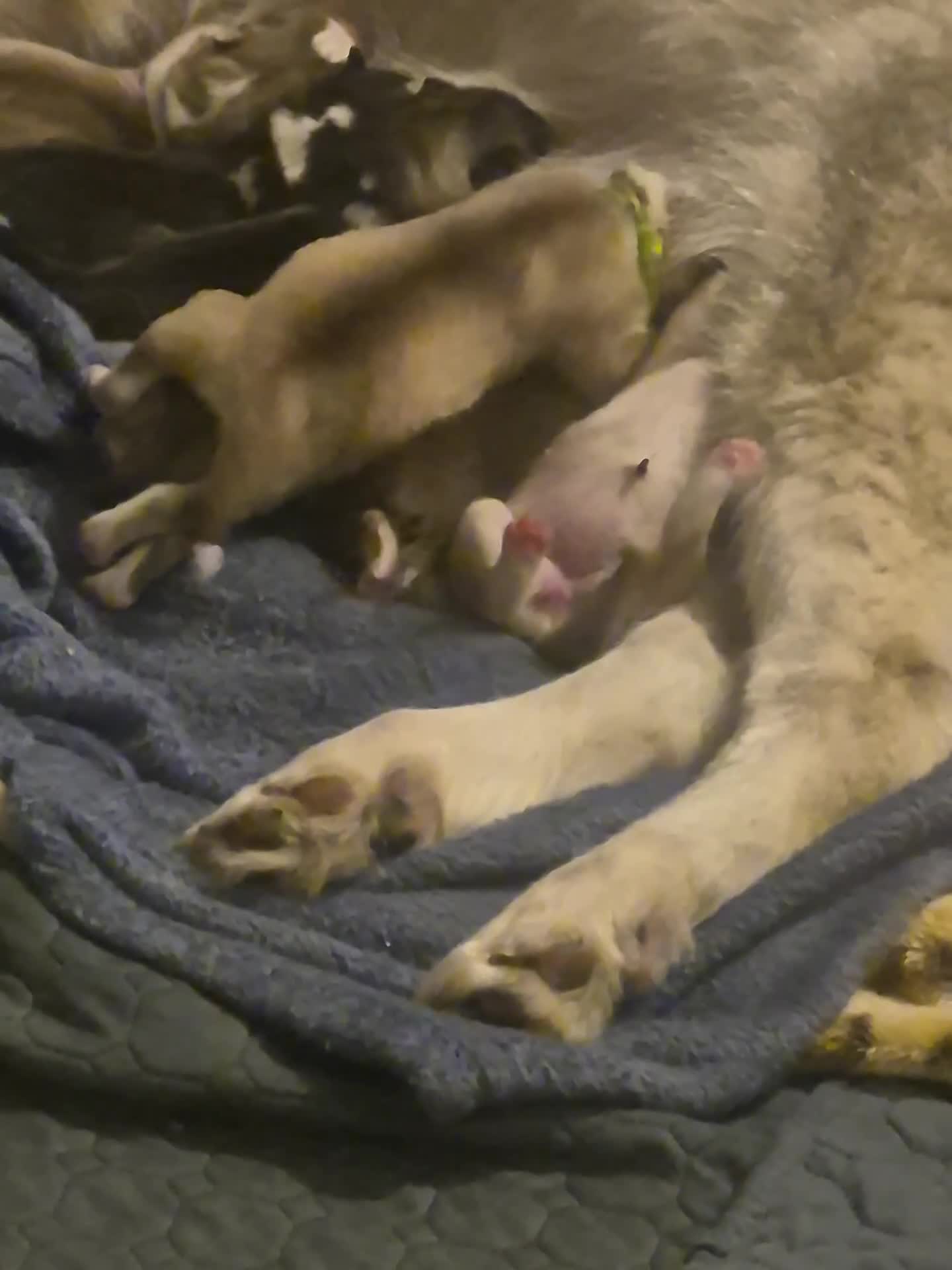 Alaskan Malamute dogs for sale: Beautiful husky malmute puppies - Video 3