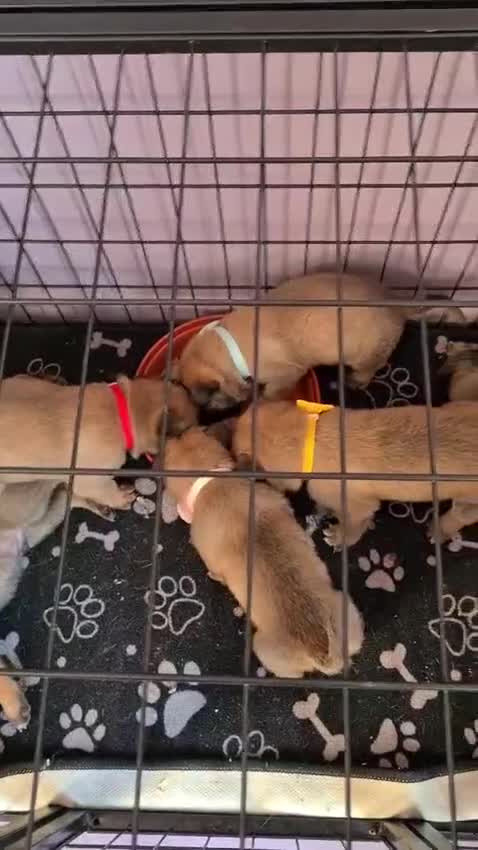 Belgian Shepherd Dog dogs for sale: Belgian malinois puppies  - Video 2