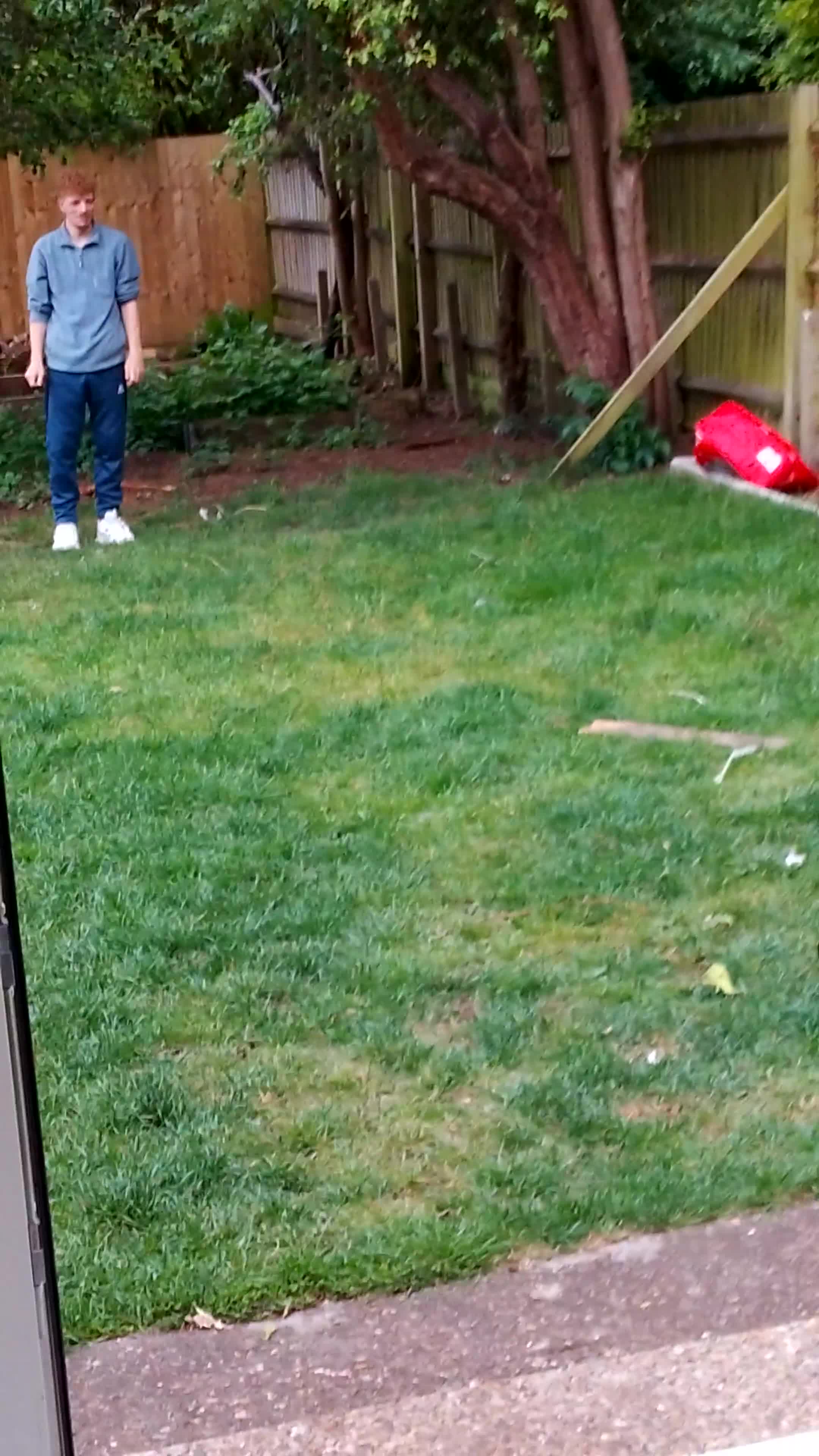 Belgian Shepherd Dog dogs for sale: 11 month old Belgium malinoisx  in Northampton - Video 2