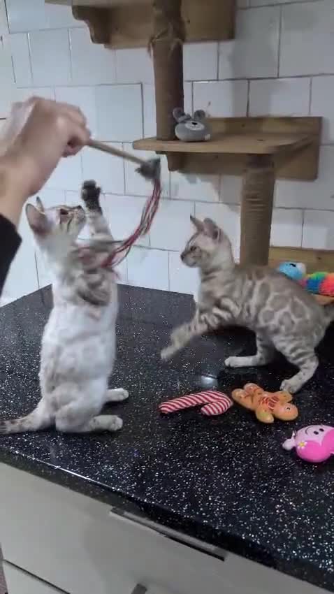 Bengal cats for sale: 🔥✨Pedigree TICA-Registered Bengals - Video 1