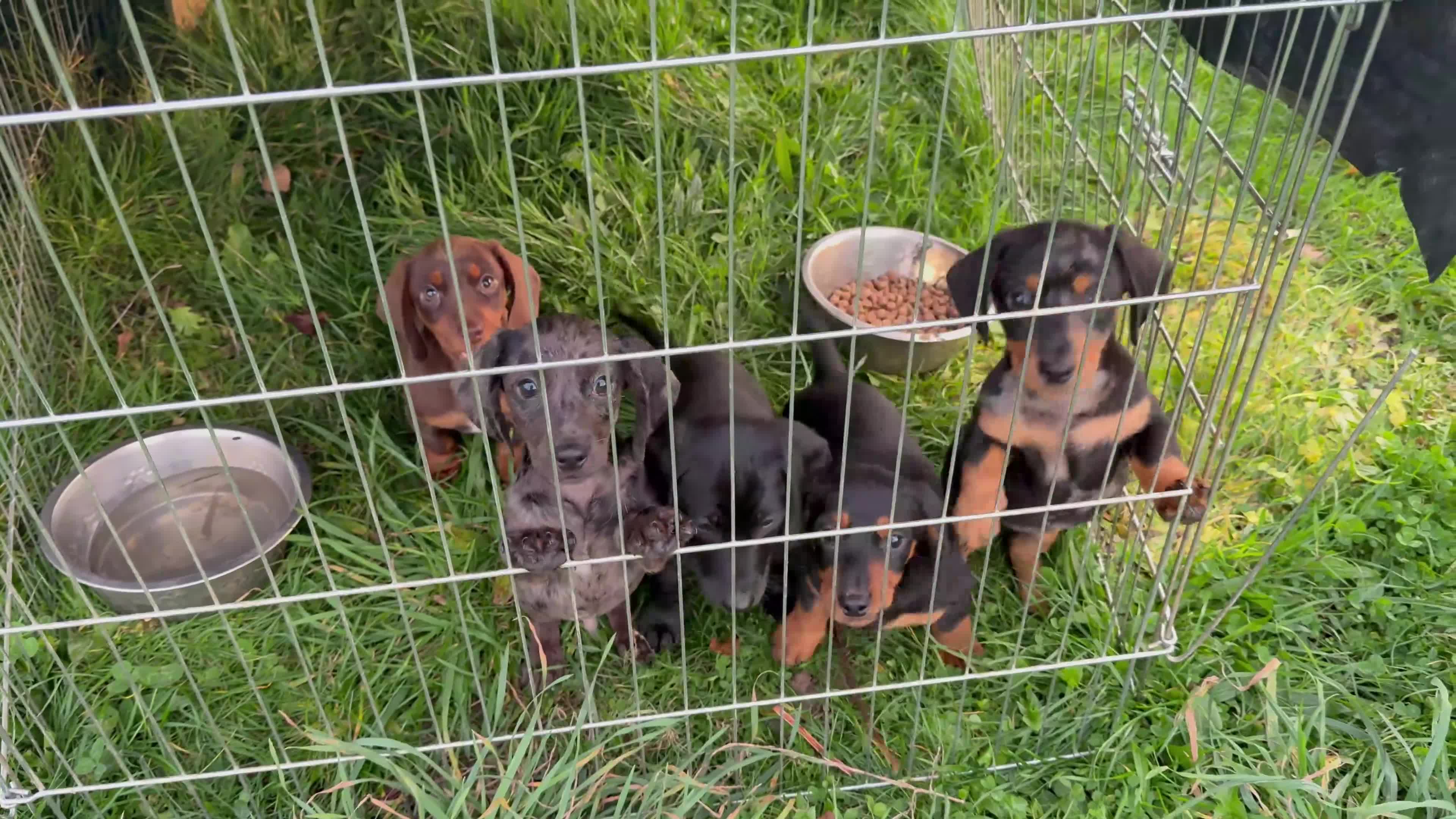 Dachshund dogs for sale: Dachshund puppies  - Video 1