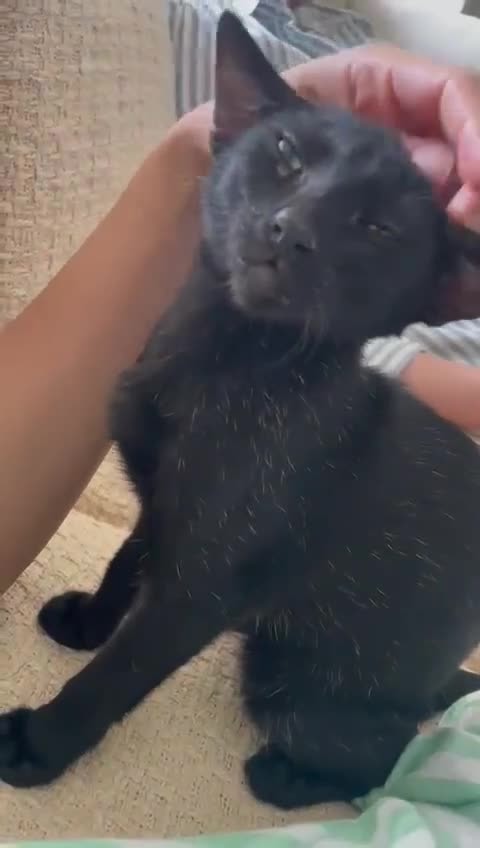 Mixed Breed cats for adoption: ALLEY -AFFECTIONATE KITTEN HAPPY WITH OTHER CAT  - Video 3