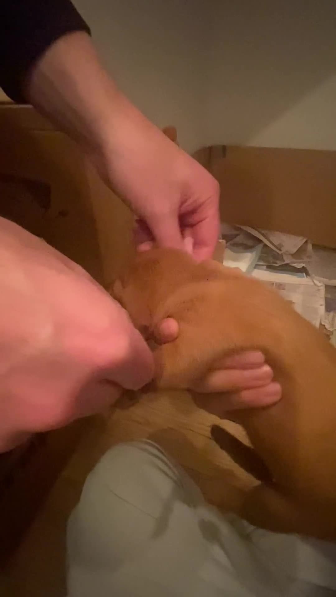 Hungarian Vizsla dogs for sale: Pedigree KC registered Hungarian Vizsla - Video 1