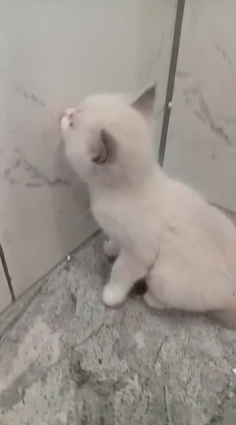 Ragdoll cats for sale: 6 ragdoll kittens  - Video 2