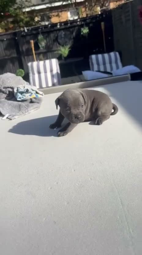 Staffordshire Bull Terrier dogs for sale: Blue Staff puppies  - Video 2