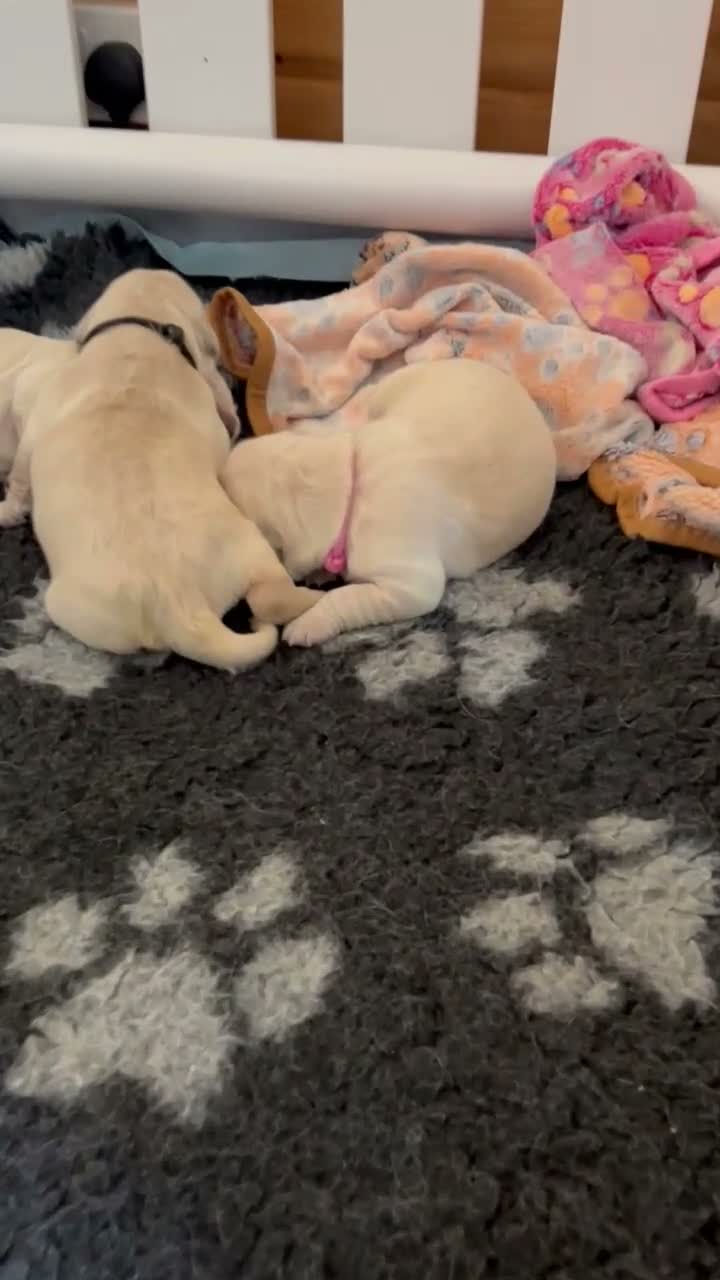 Golden Retriever dogs for sale: KC Reg'd Golden Retriever Puppies - Born 11/10/26 - Video 1