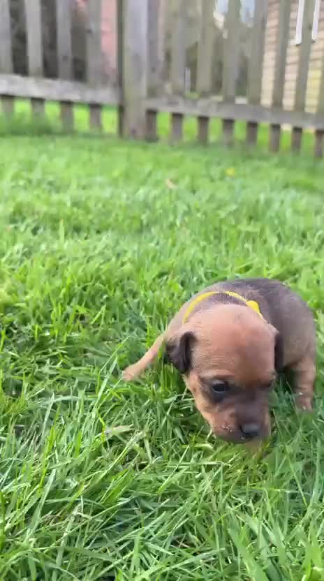 Patterdale Terrier dogs for sale: Red Patterdale pup - Video 1