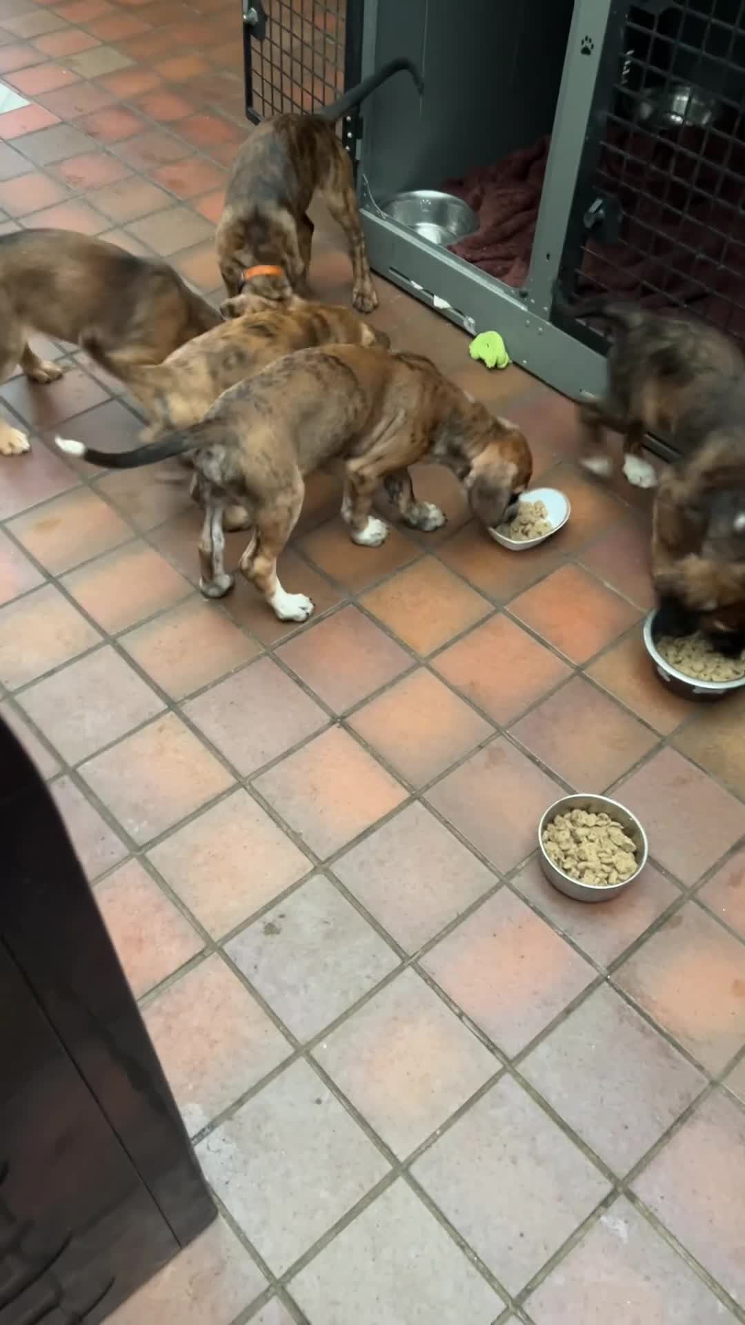 Mixed Breed dogs for sale: Spaniel cross - Video 2