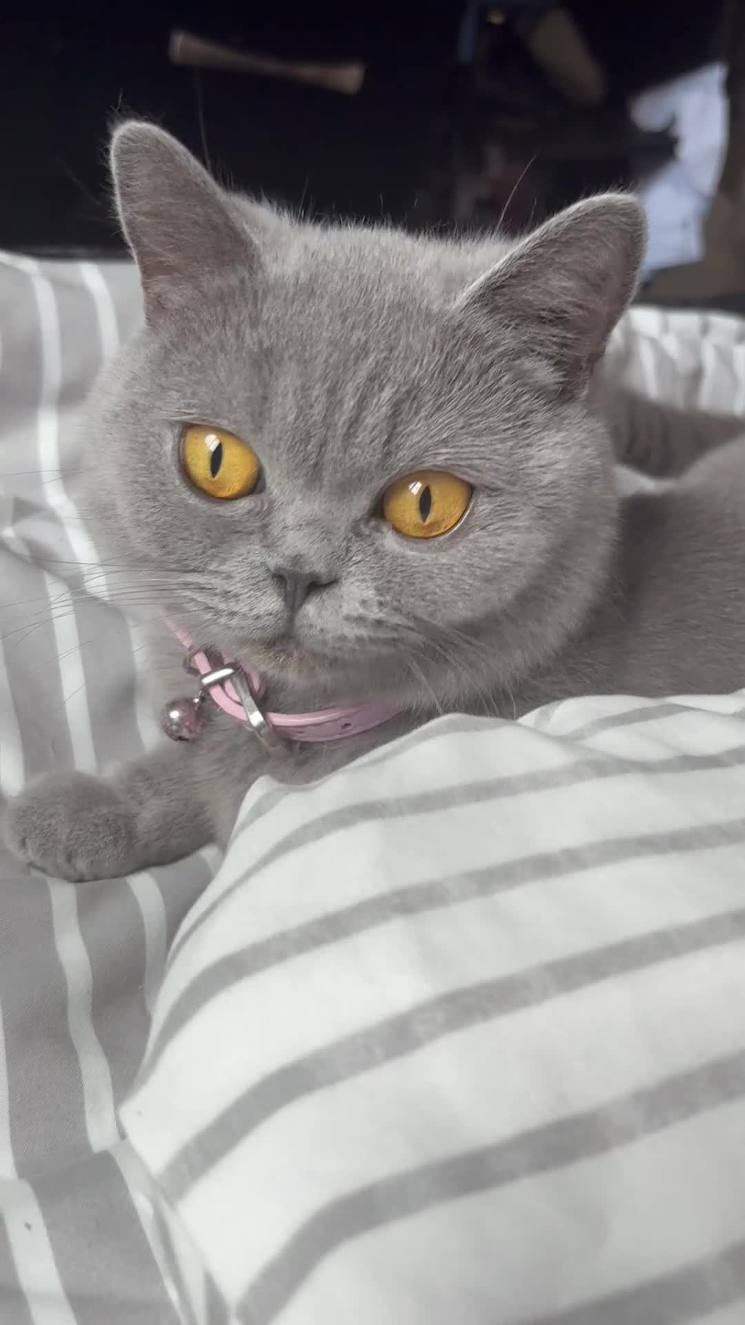 British Shorthair cats for sale: Beautiful blue British shorthair kitten  - Video 3