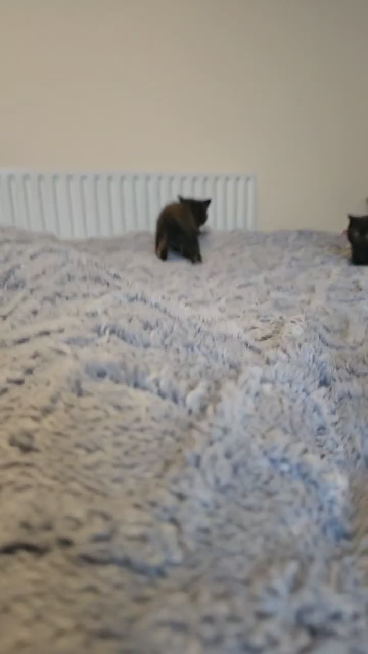 British Shorthair cats for sale: British Shorthair kittens - Video 1
