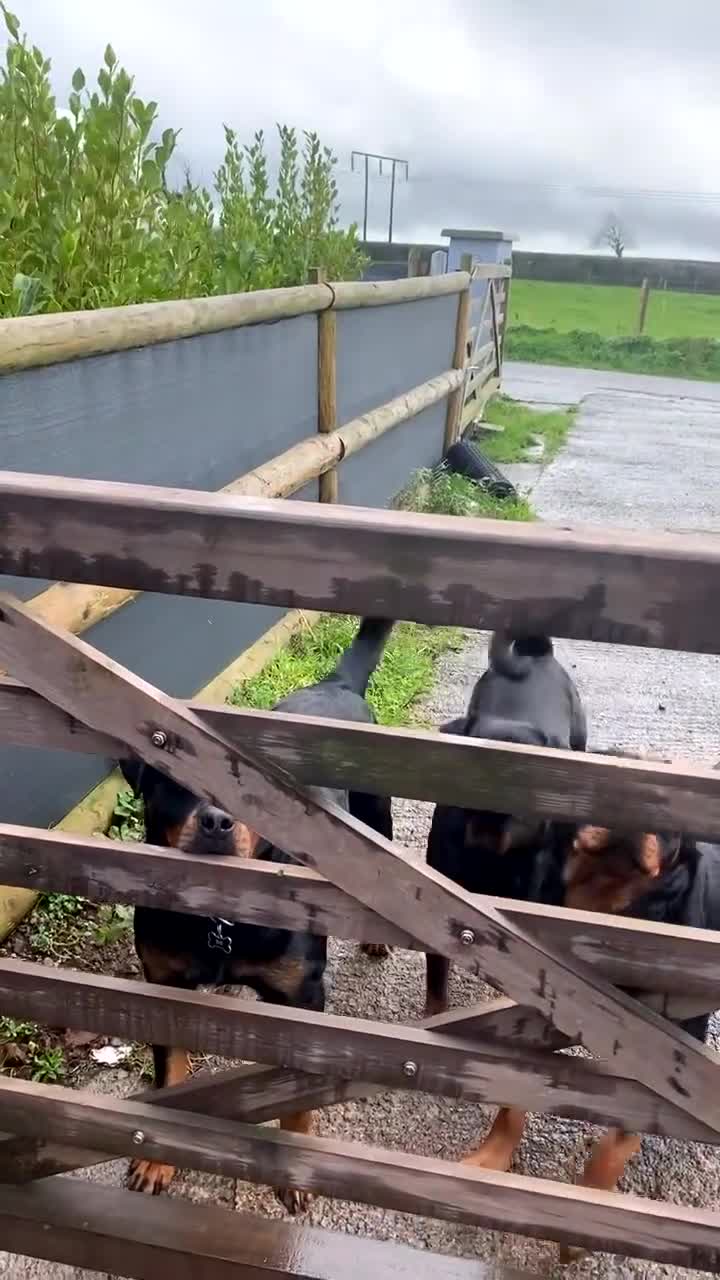 Rottweiler dogs for stud: Proven handsome ADRK KC registered Rottweiler  in Milford Haven - Video 2