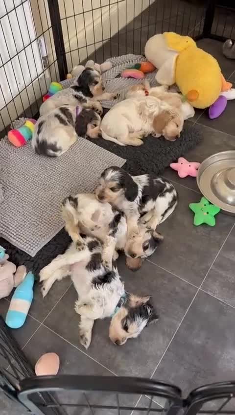 Cocker Spaniel dogs for sale: 4 Beautiful Puppies. KC Sable Show Cocker Puppies  - Video 1