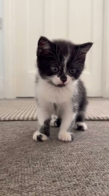 Scottish Fold cats for sale: 🤎🤍 Scottish Girls Seeking Loving Homes in London - Video 1