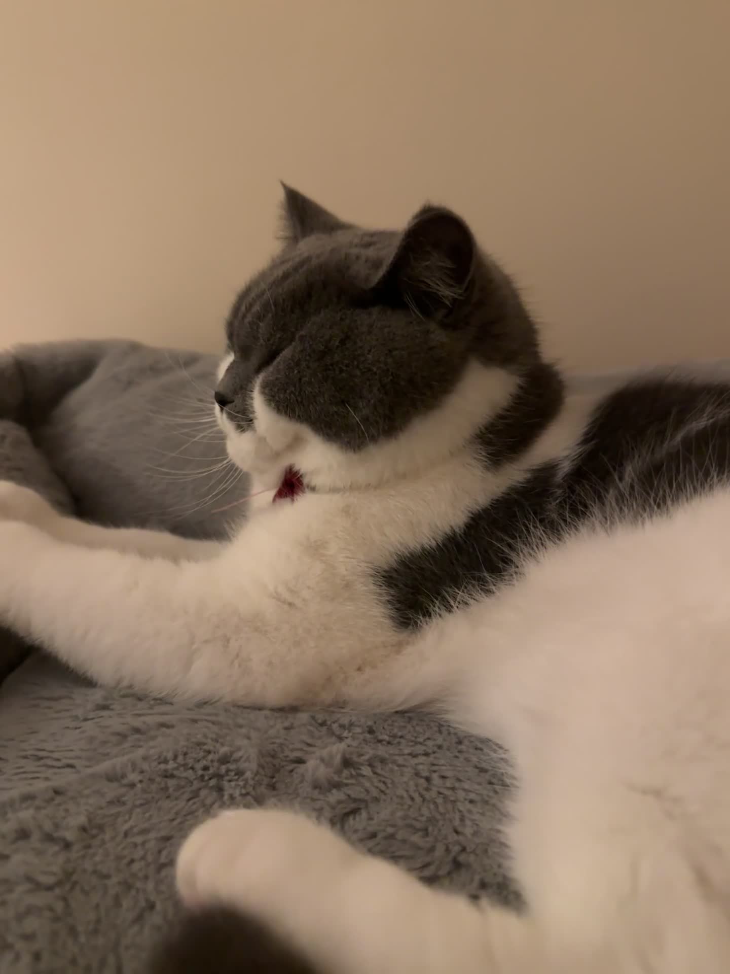 British Shorthair cats for sale: Friendly Neutered Male Cat Looking for a Home ❤️ in Lancaster - Video 1