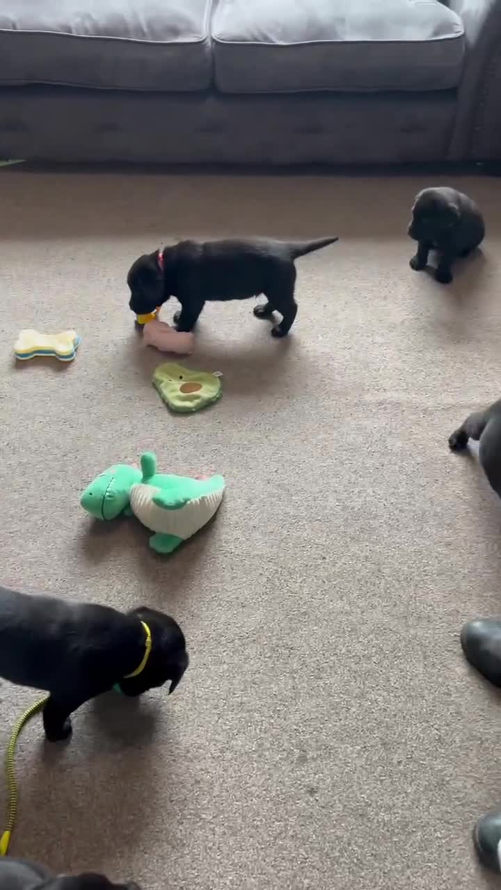 Labrador Retriever dogs for sale: Beautiful Kennel Club Registered Labrador Puppies - Video 1