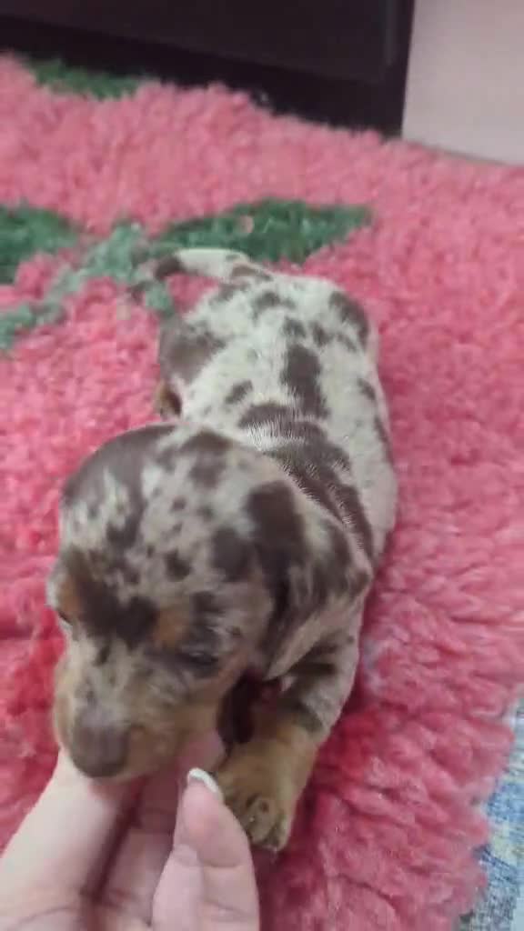 Miniature Dachshund dogs for sale: KC Reg Miniature Dachshund Puppies - PRA Clear  - Video 1