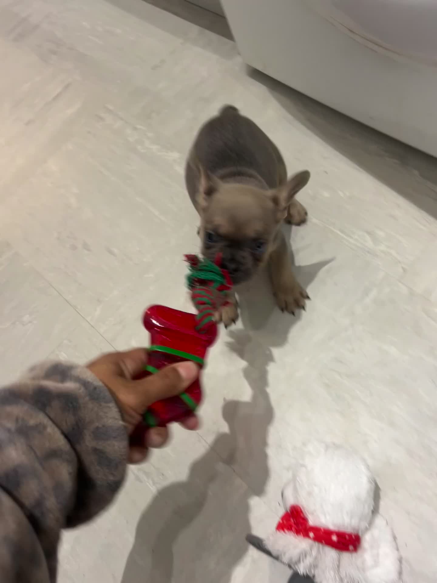 French Bulldog dogs for sale:  8 Gorgeous lap warmers 🐶  - Video 2