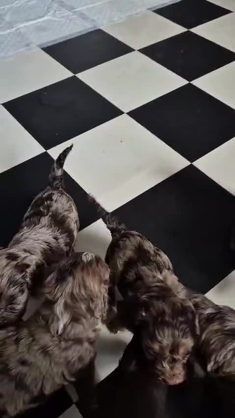Cockapoo dogs for sale: Stunning litter of merle cockapoo ready to leave  - Video 2