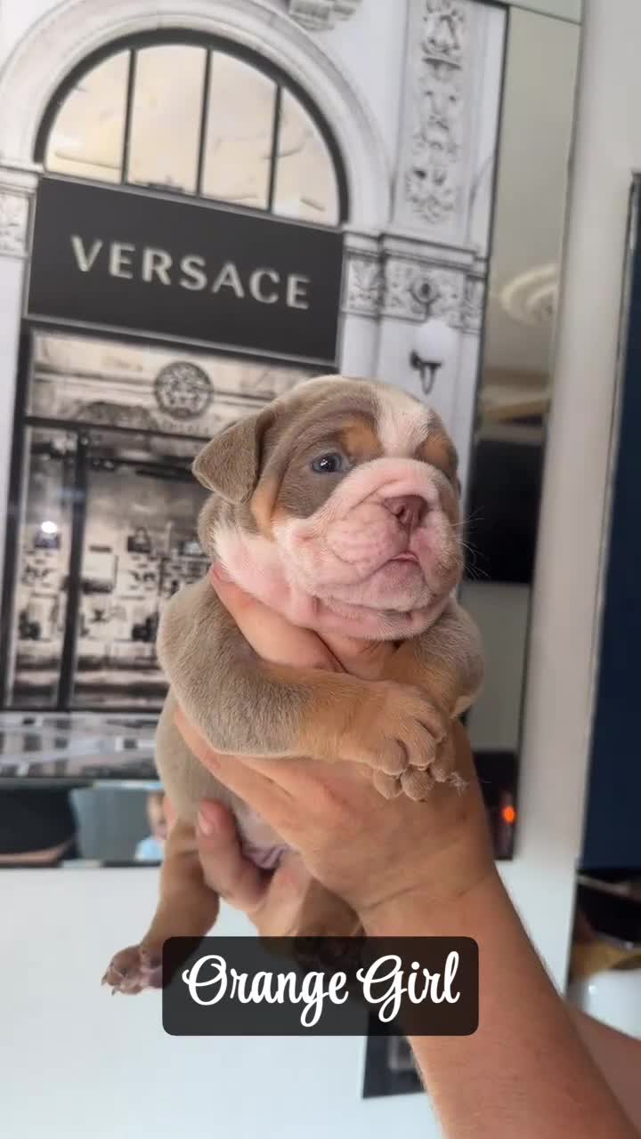 English Bulldog dogs for sale: English bulldogs ✨ - Video 4