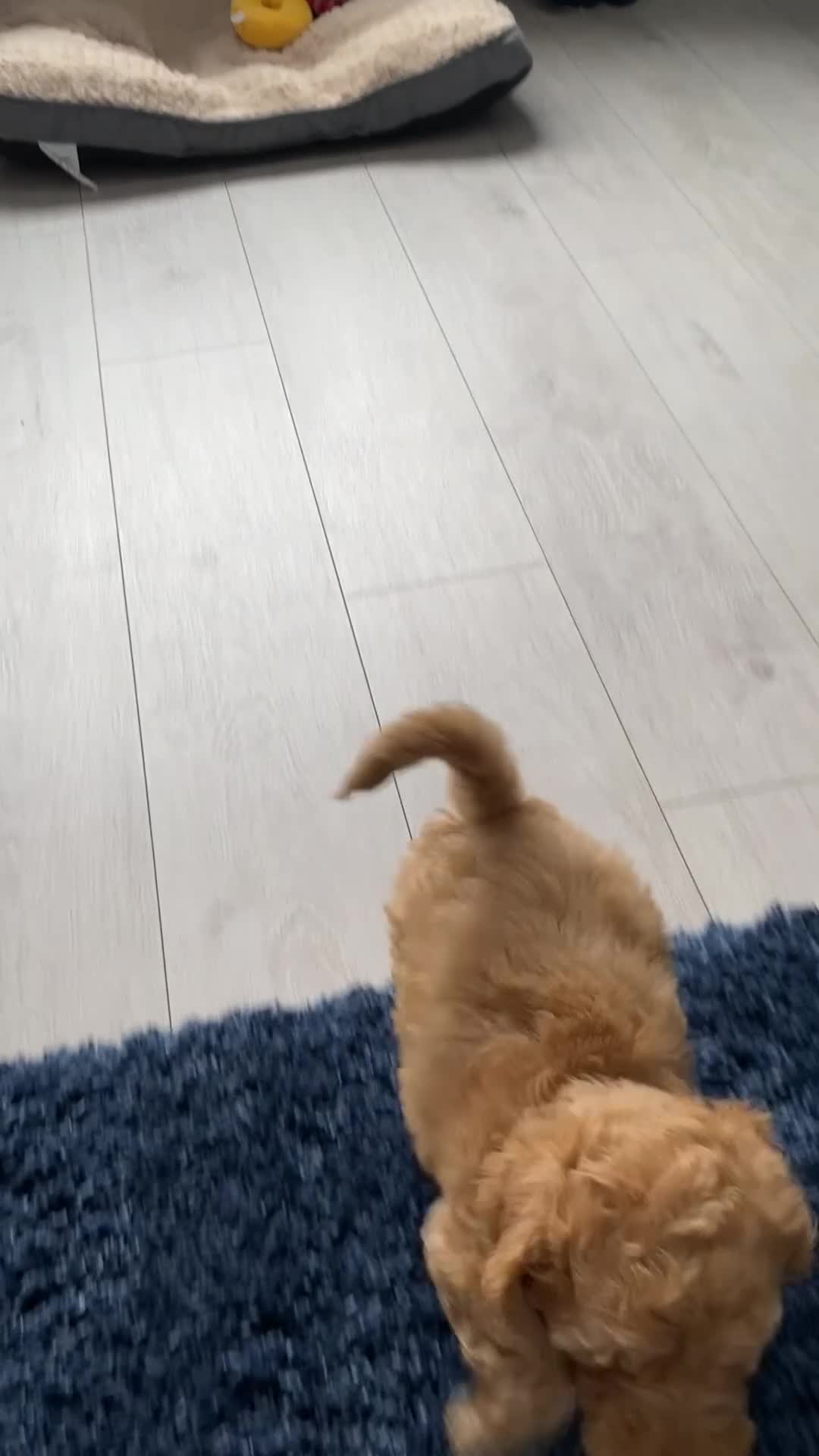 Cockapoo dogs for sale: F1 cockapoo fully vaccinated.  - Video 2