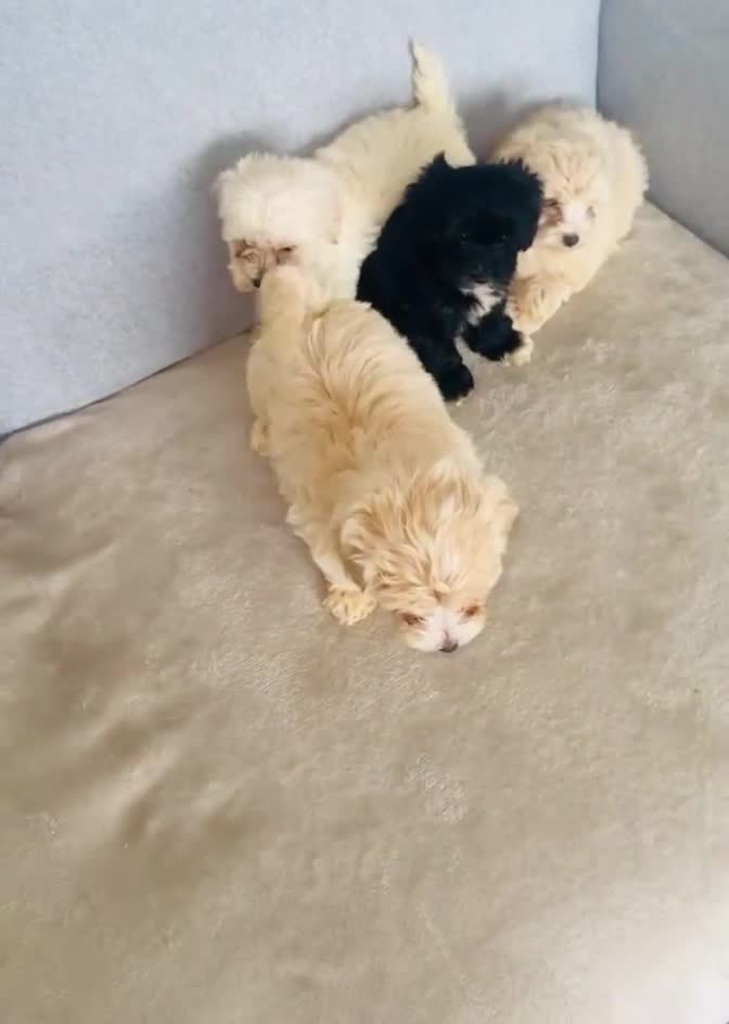Maltipoo dogs for sale: Maltipoo puppies  - Video 1