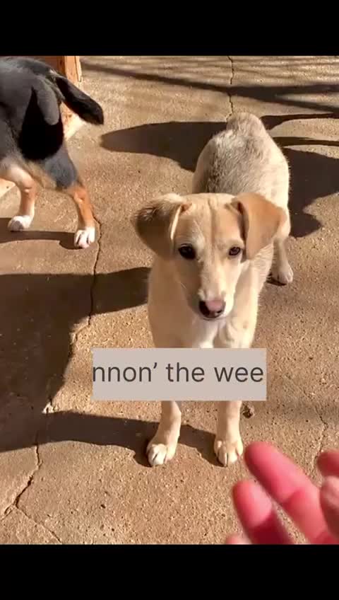 Mixed Breed dogs for adoption: Shannon, 6 months approx, Available for adoption. - Video 1