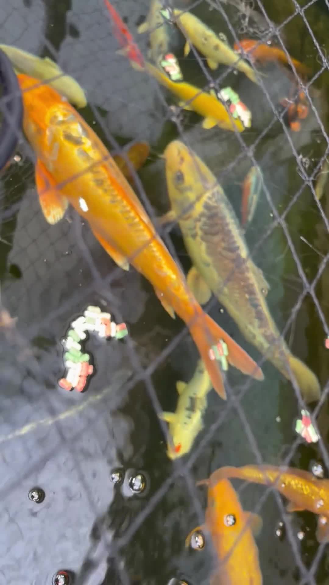 Koi Carp fish for sale: Brown Chagoi koi  - Video 2