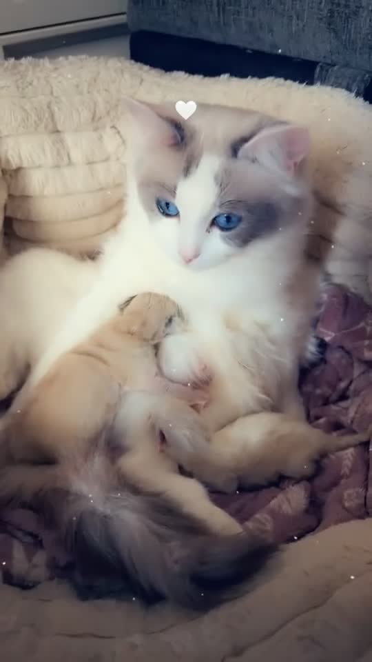 Ragdoll cats for sale: Ragdoll kittens  - Video 5