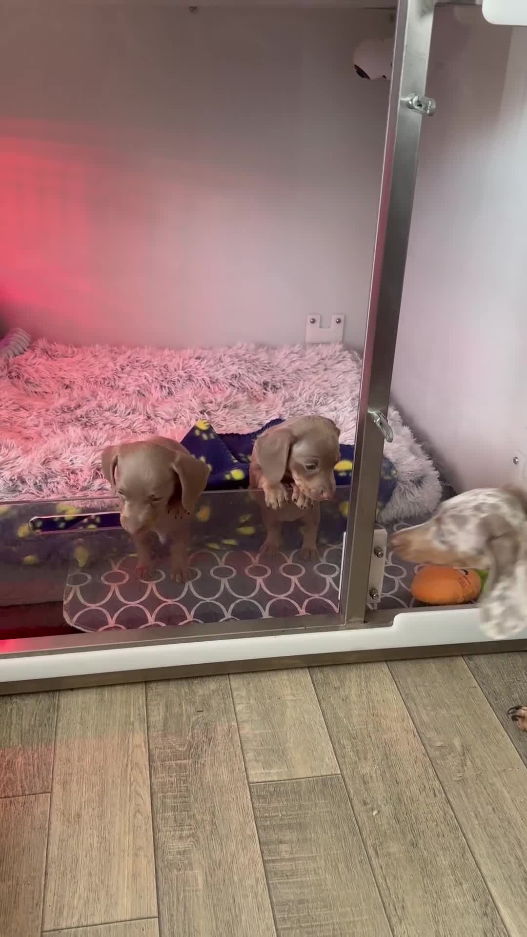 Miniature Dachshund dogs for sale: Male miniature dachshund  - Video 1
