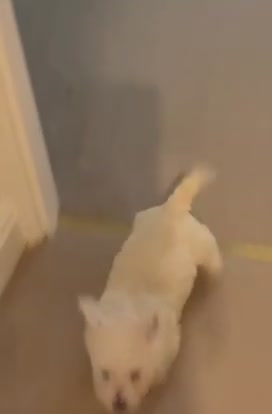 West Highland Terrier dogs for sale: 🐾Stunning Family Bred West Highland Terrier Pups - Video 1