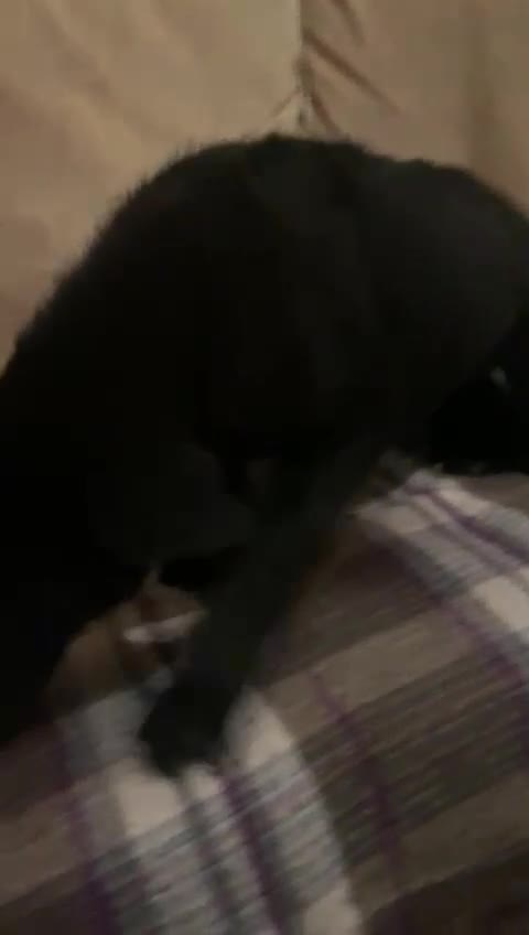 Mixed Breed dogs for sale: Labrador x german Shepherd  - Video 2