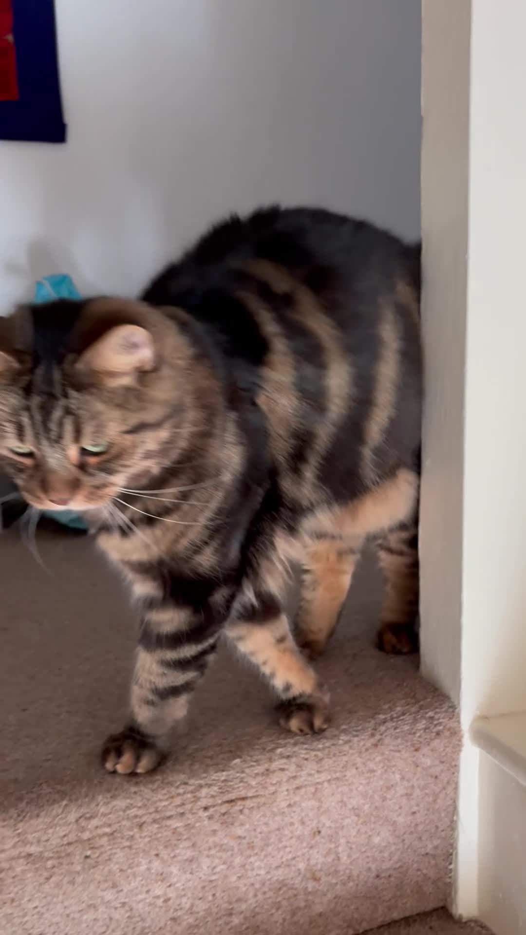 Mixed Breed cats for sale: Moggy cat needing new home - Video 1