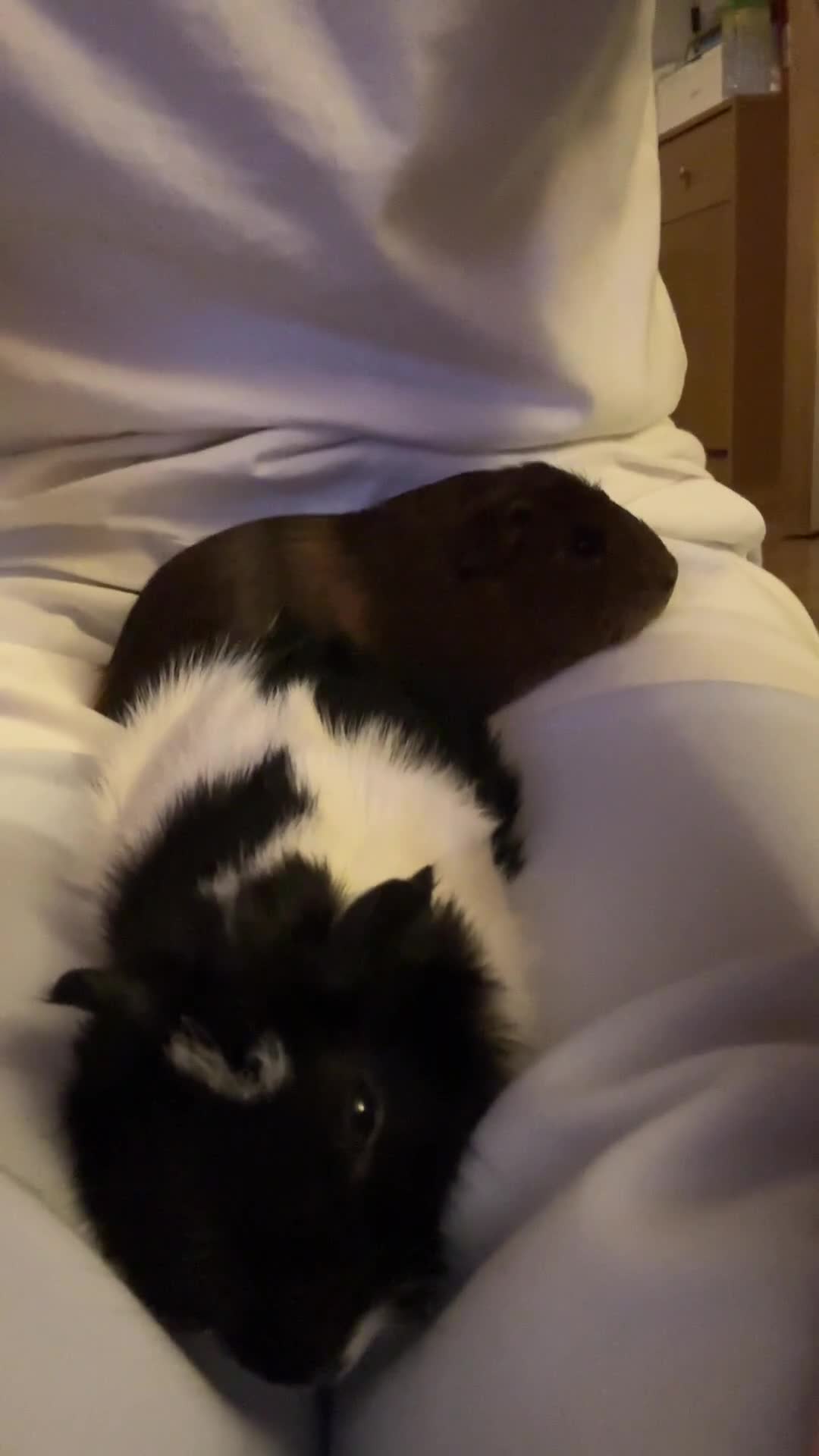 Guinea Pig rodents for sale: Female guinea pig pair (must stay together) - Video 2