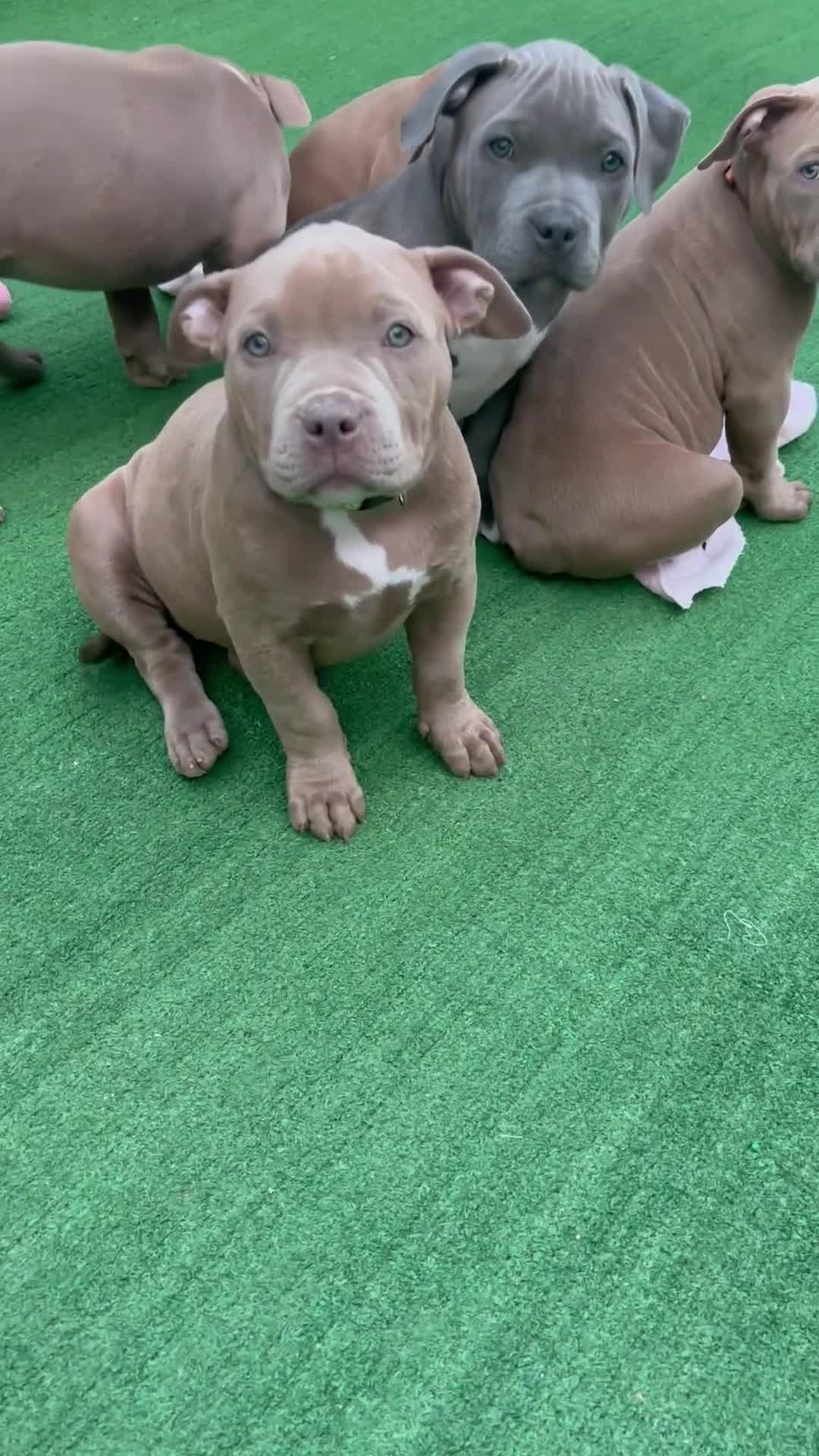 American Bully dogs for sale: American bully puppies  - Video 1