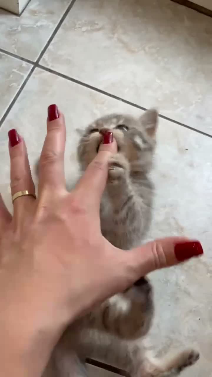 Scottish Fold cats for sale: Scotish fold cross Scottish straight adorable🥰 😻 - Video 2
