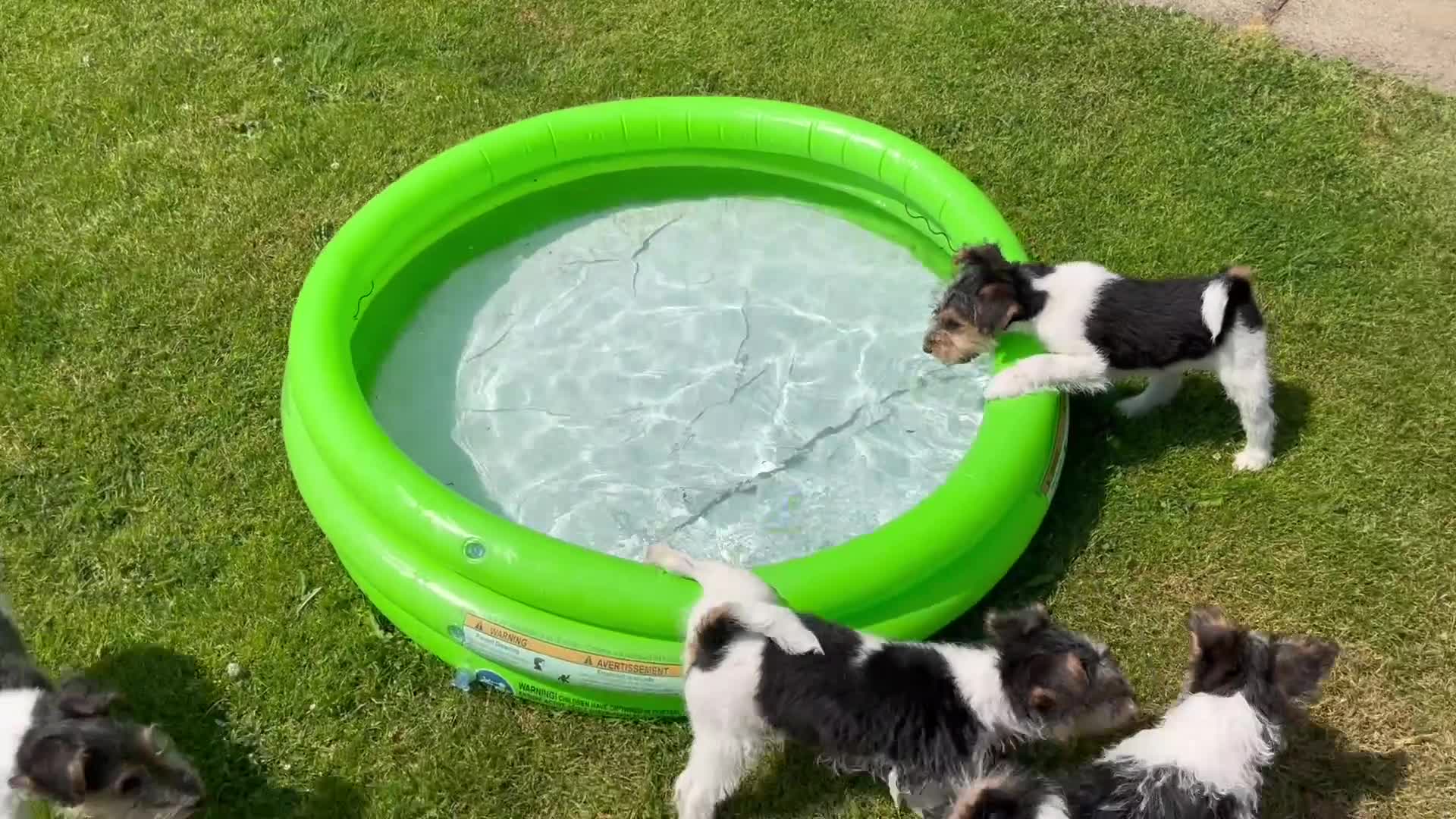 Fox Terrier dogs for sale: Wire haired fox terrier pups - Video 1