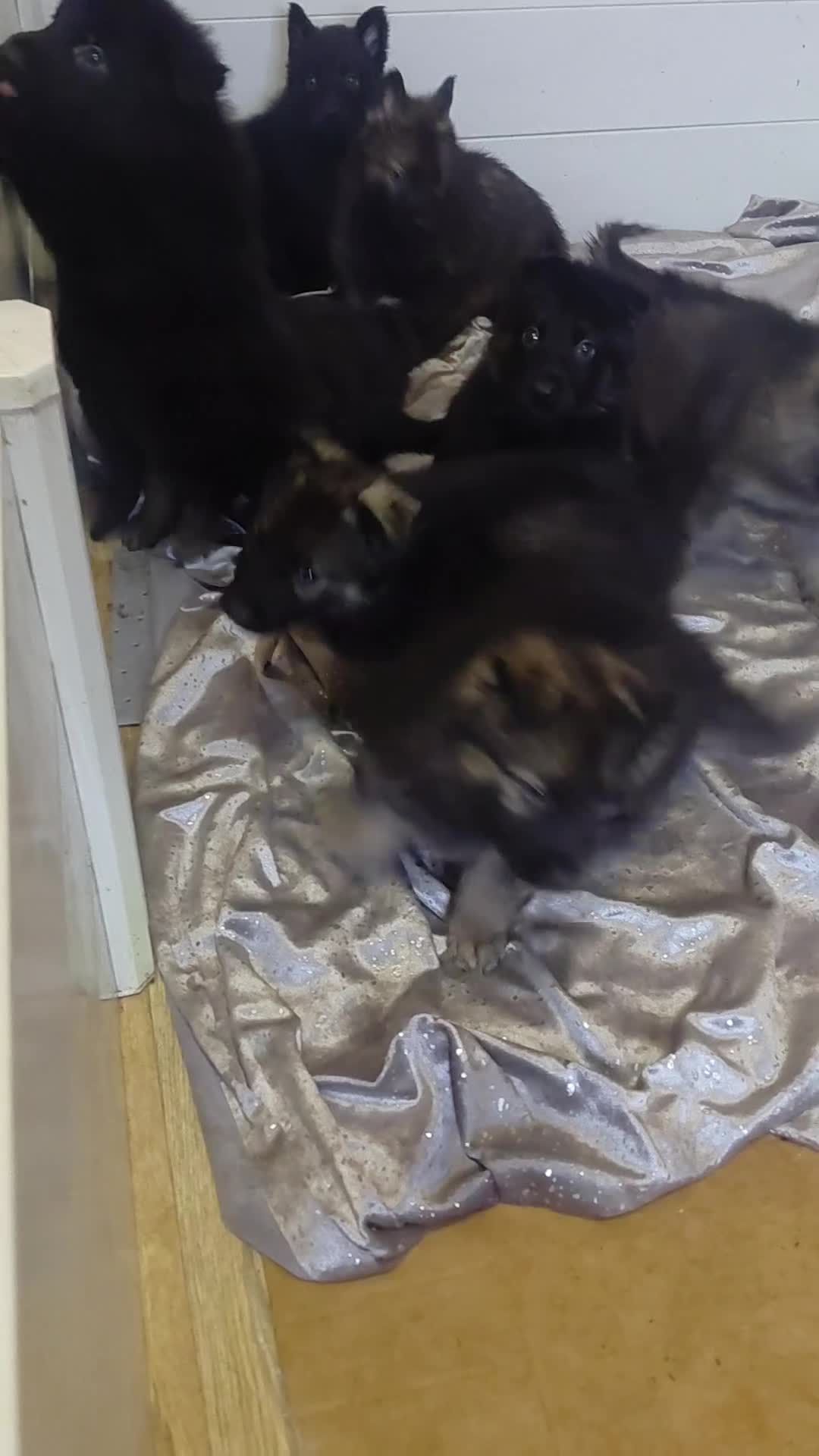 German Shepherd dogs for sale: German shepherd puppies - Video 1