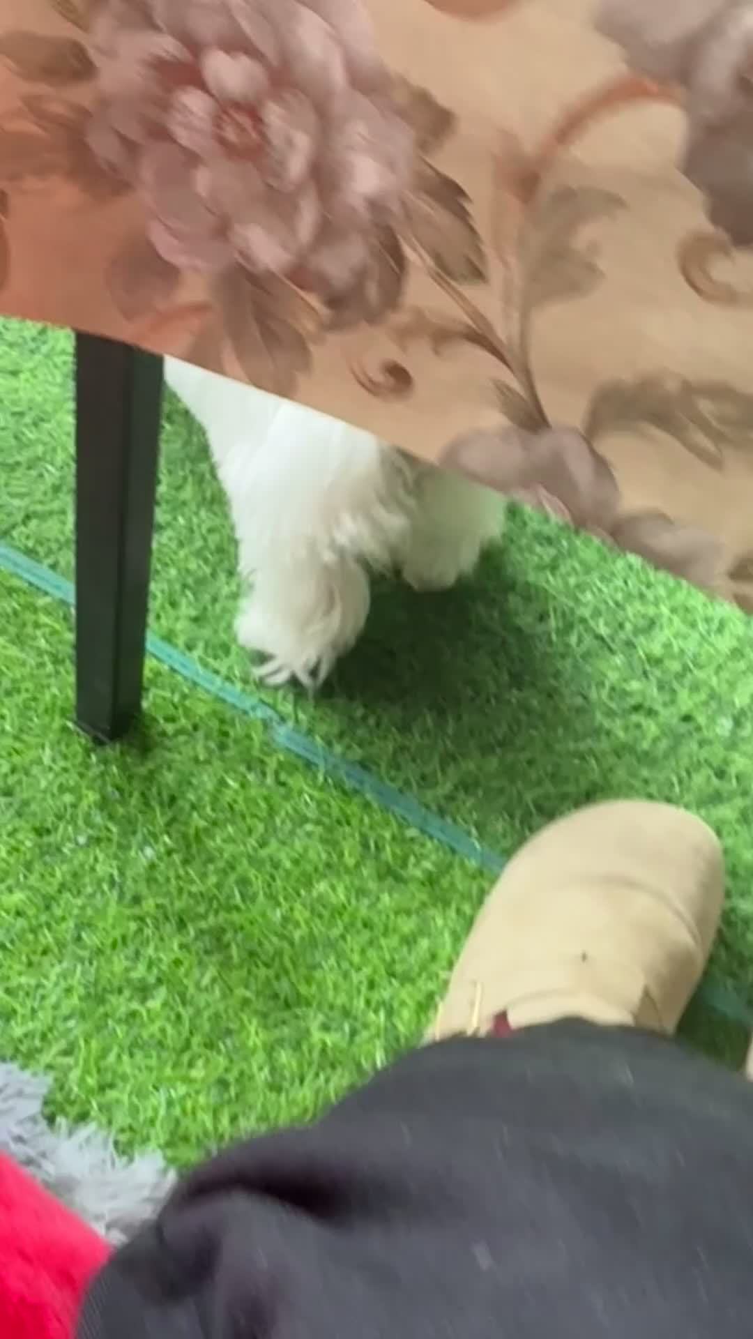 Maltese dogs for sale: Male Maltese - Video 3