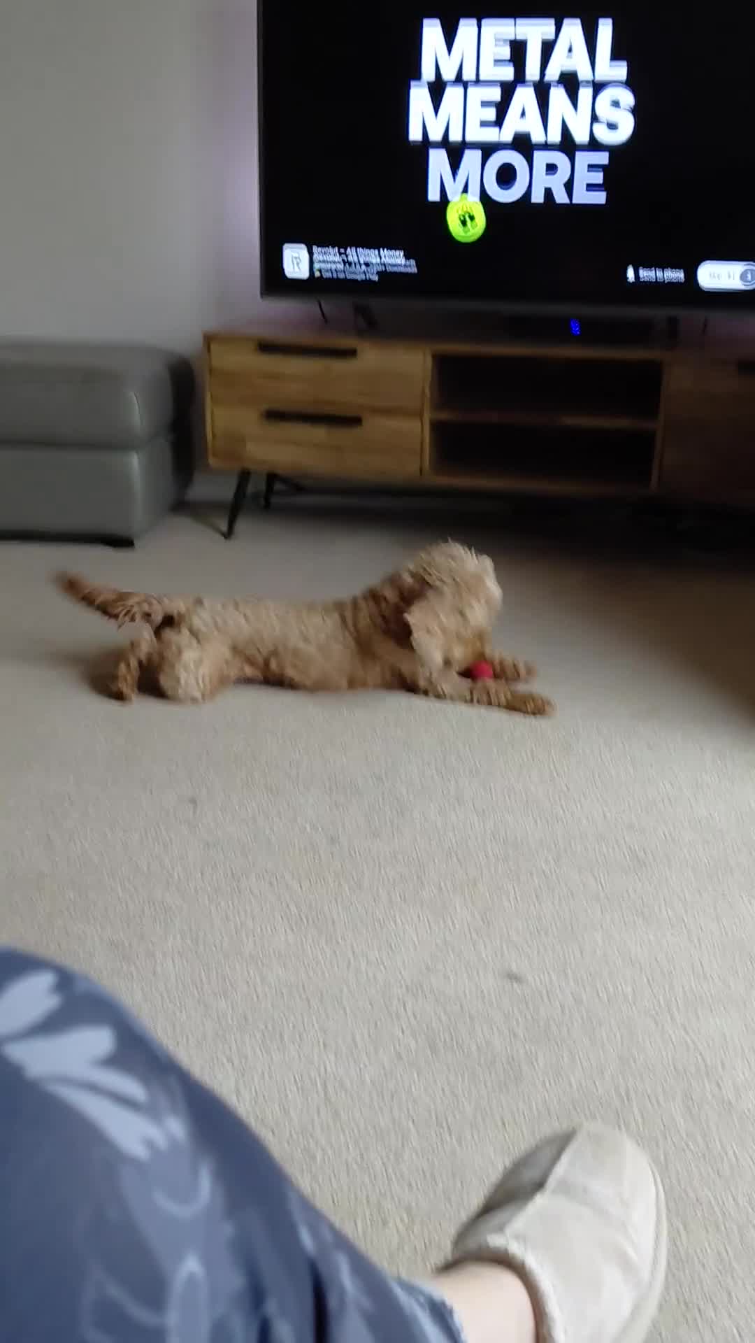 Mixed Breed dogs for sale: F1b Cockapoo - Video 1