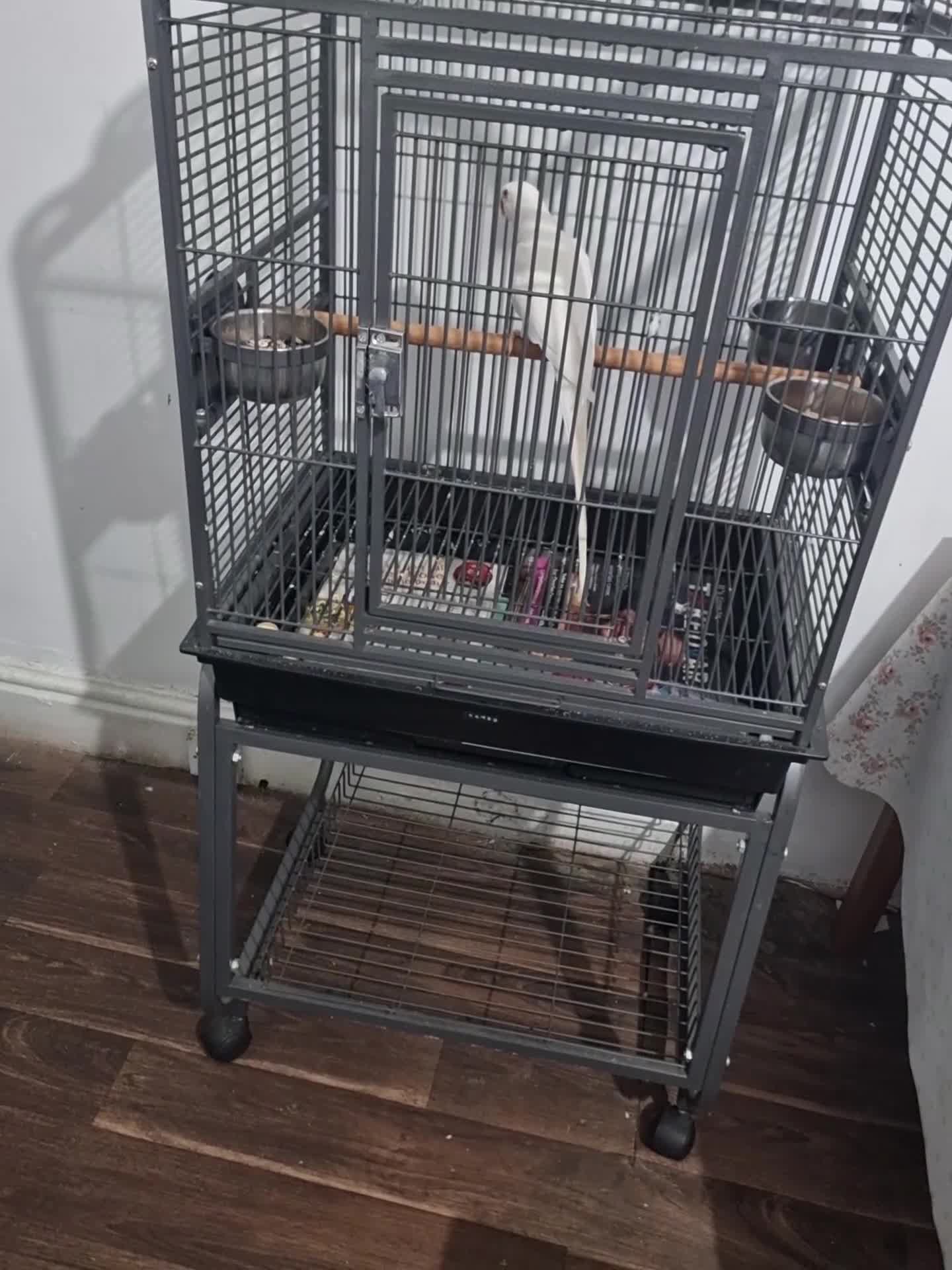 Parrots birds for sale: Beautiful rare Albino ringneck talking parrot   - Video 2