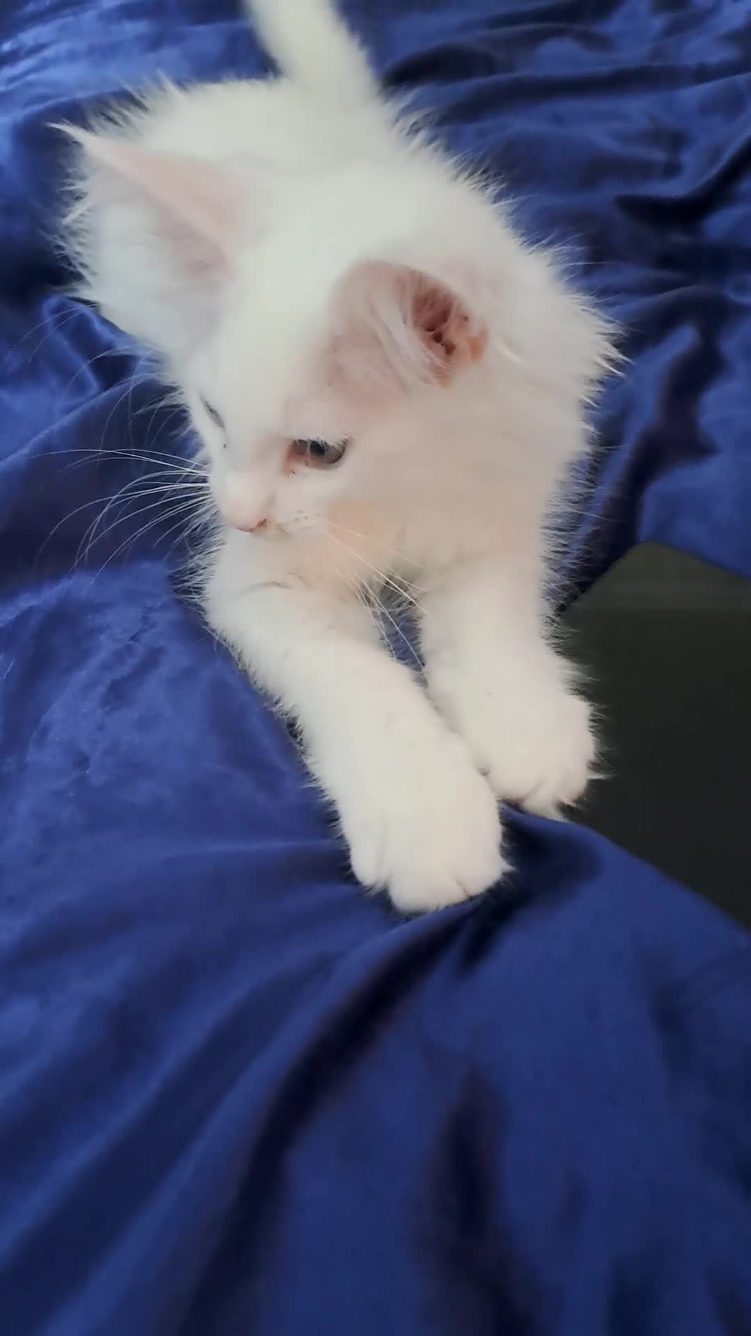Maine Coon cats for sale: Maine Coon Kittens for Sale - Video 4