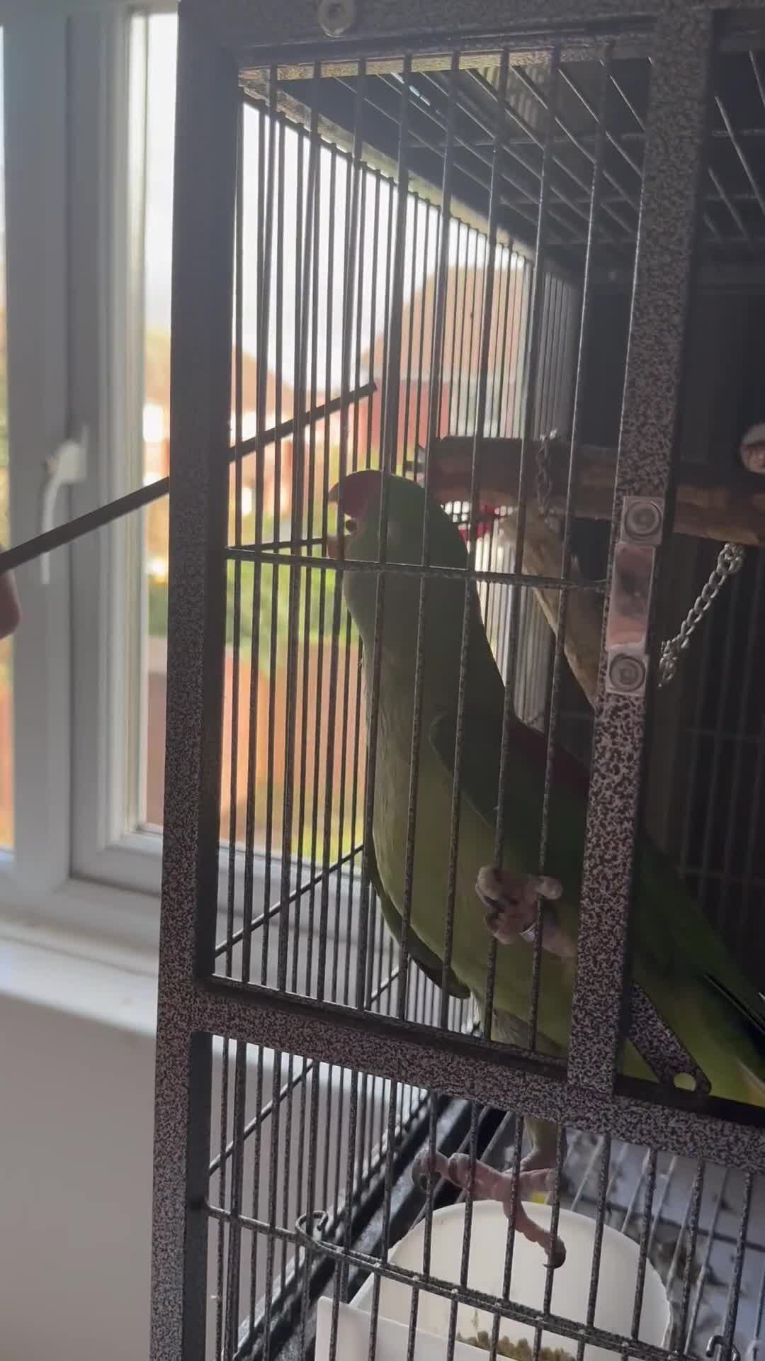 Parakeets birds for sale: Female Alexandrine Parrot/Parakeet Tamed&Trained  - Video 1