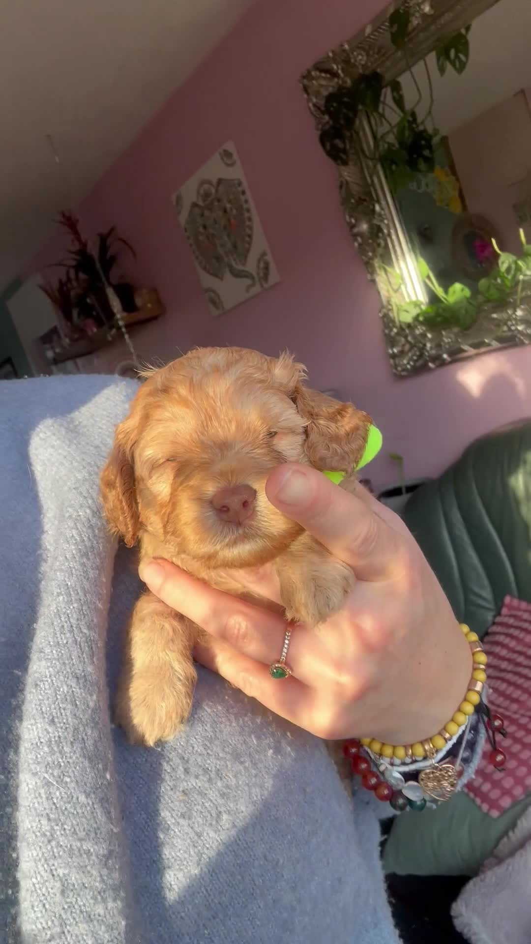 Cockapoo dogs for sale: 5 Stunning Cockapoo girls 💖 - Video 4