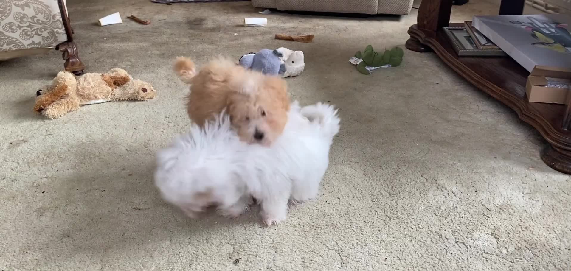 Mixed Breed dogs for sale: Coton noodle puppies  - Video 1