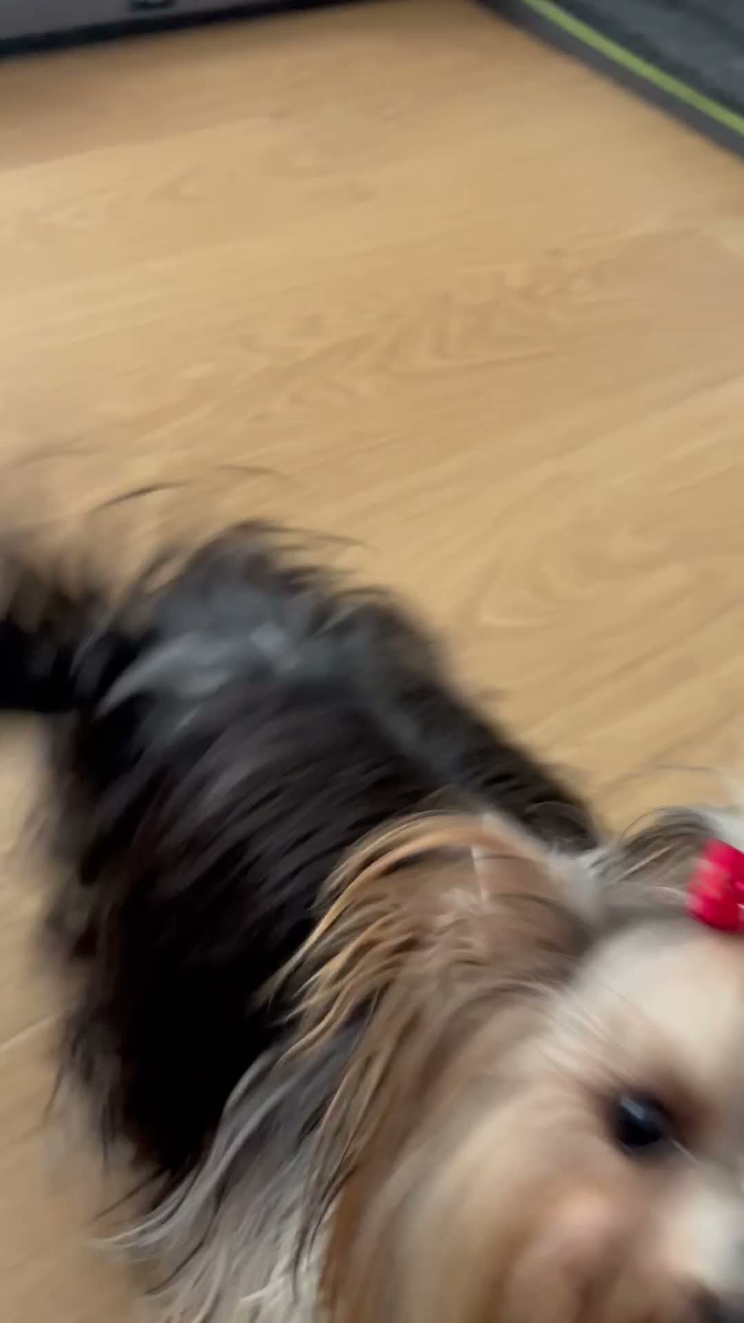 Biewer Terrier dogs for sale: Biewer terrier puppy  - Video 1