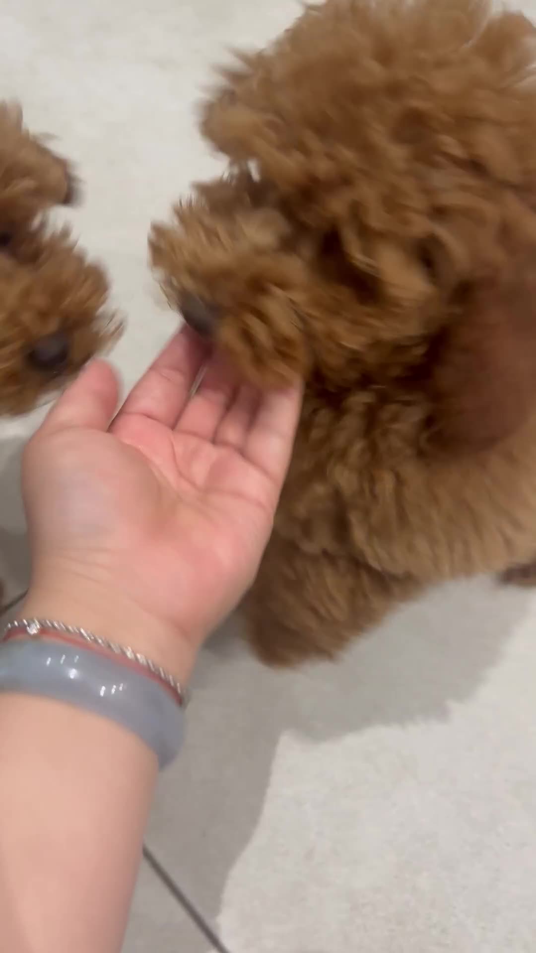 Miniature Poodle dogs for sale: lovely miniature poodle puppies - Video 2