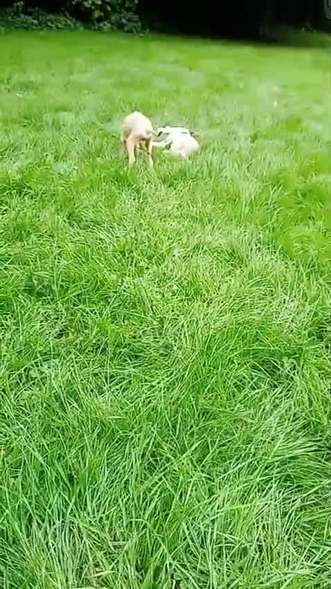 Mixed Breed dogs for sale: All Reserved -  Igglington Looking 4 Love - Video 3