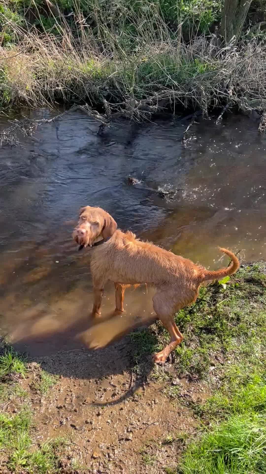 Hungarian Vizsla dogs for sale: Female wire haired Hungarian Vizsla - Video 1
