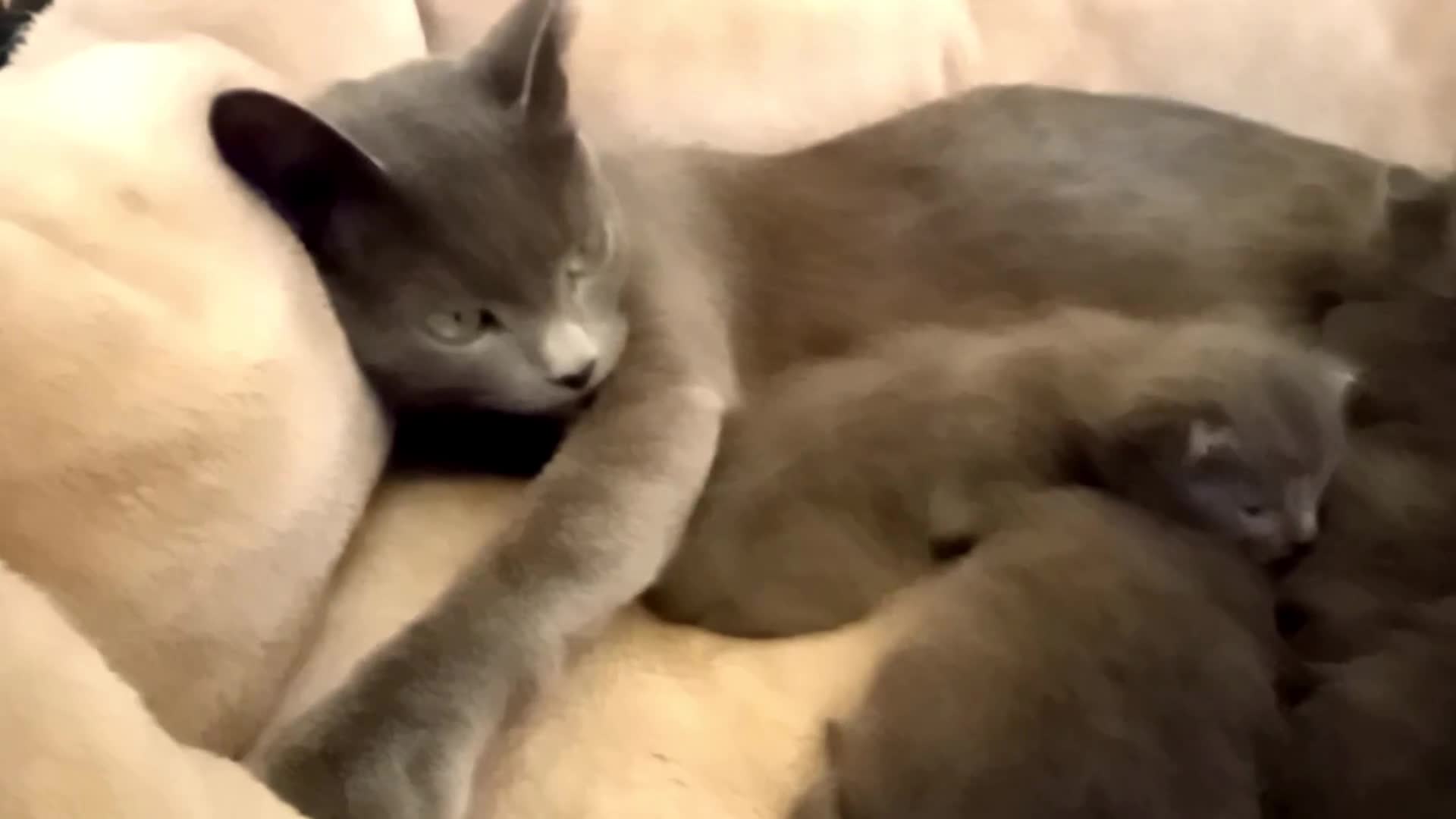 Russian Blue cats for sale: Pure Russian Blue kittens 2 boys one girl - Video 4