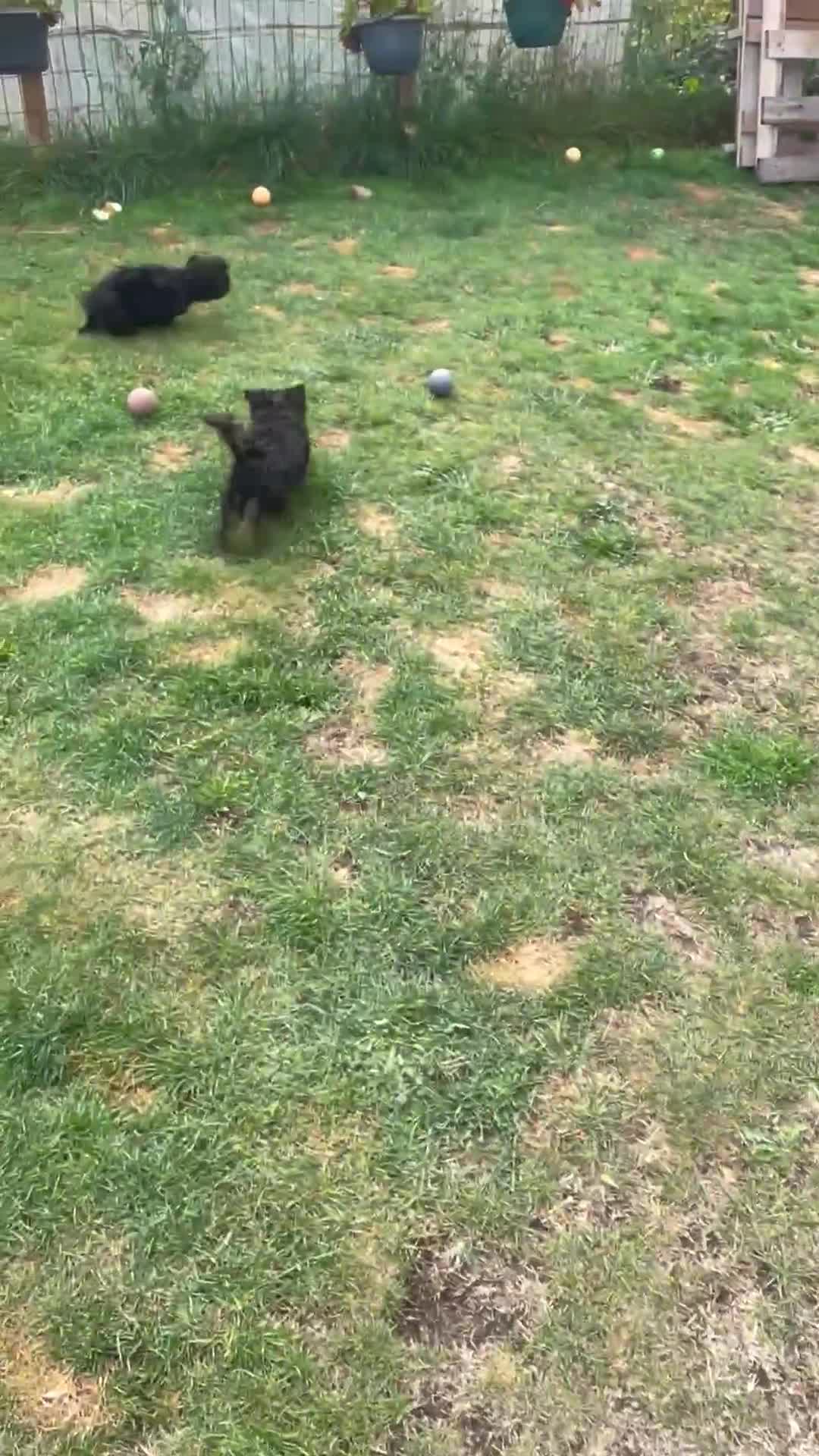 Yorkshire Terrier dogs for sale: Two Yorkshire Terrier Biewer Puppies - Video 1